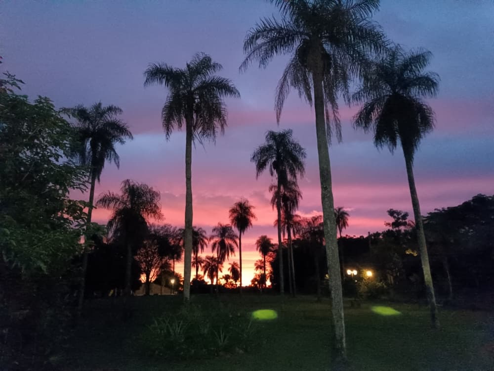 Sonnenuntergang über Palmen in Paradise City, Altos, Paraguay